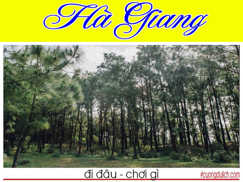 rung thong-yen-minh-ha-giang