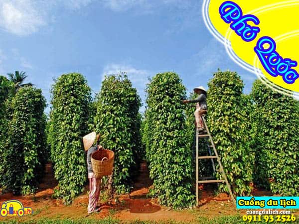 Tong-hop-35-dia-diem-du-lich-hot-nhat-phu-quoc-video-quay-thuc-te (21)
