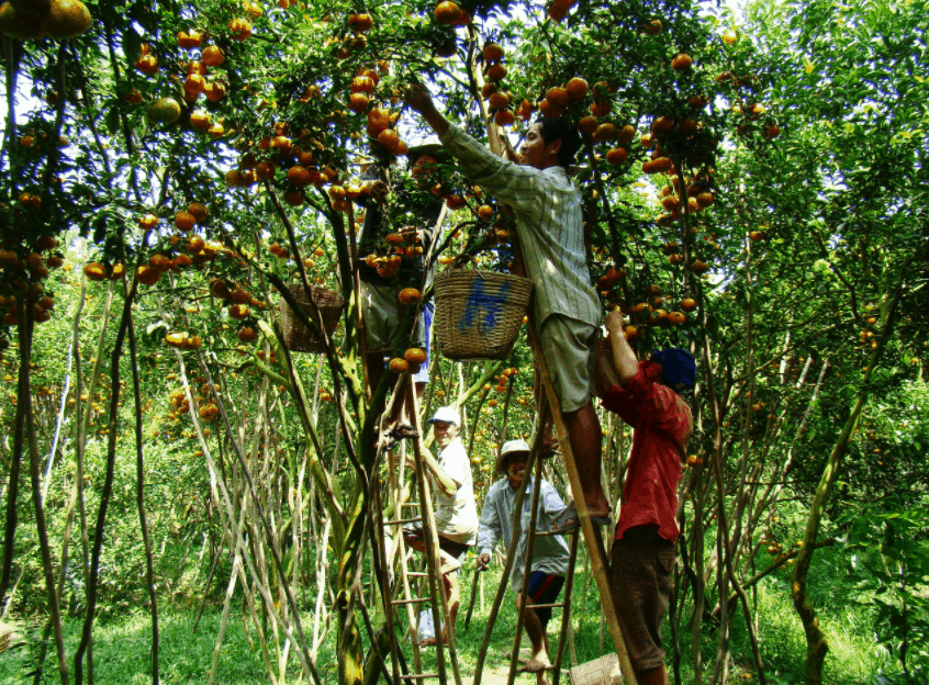 du-lich-ben-tre10