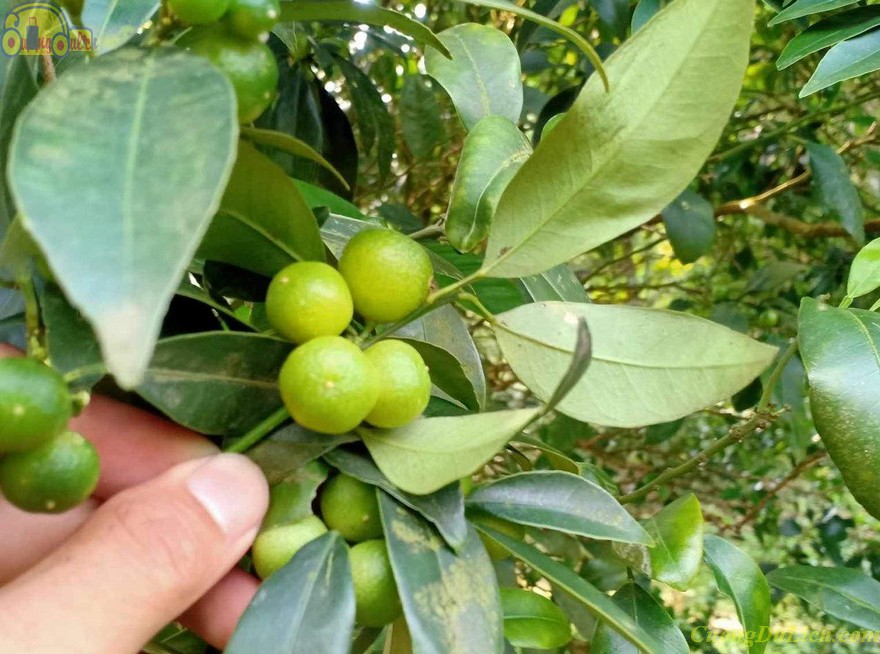 mon-ngon-lang-son-12