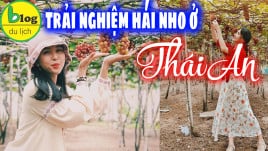 Vườn nho Thái An : địa điểm du lịch Ninh Thuận được check in nhiều NHẤT