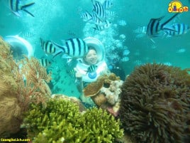 Có thể bạn chưa biết về Đi Bộ Dưới Biển - Sea Trekking - Sea Walking